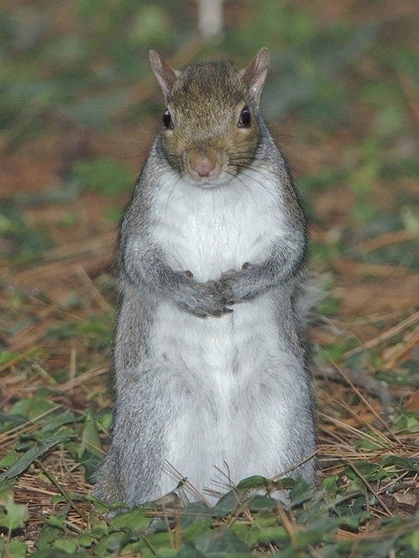 Scoiattolo grigio, Sciurus carolinensis : N. di Milano